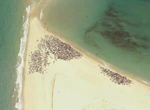 Counting Seals in Cape Cod With Satellites